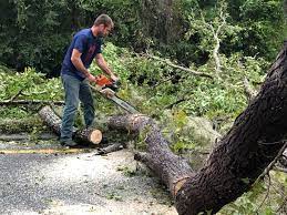 Best Palm Tree Trimming  in Morenci, MI