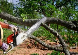  Morenci, MI Tree Removal Pros