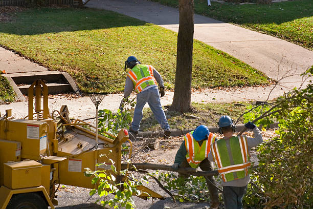 Best Commercial Tree Services  in Morenci, MI