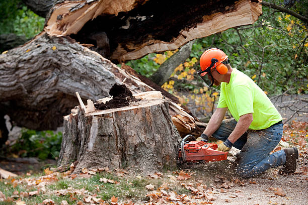 Best Firewood Processing and Delivery  in Morenci, MI