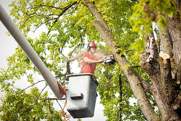 How Our Tree Care Process Works  in  Morenci, MI